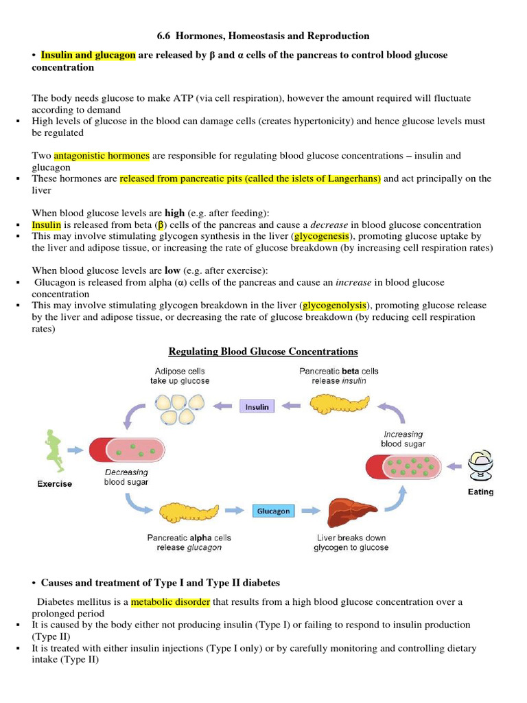 6.6 Homeostasis | PDF | Menstrual Cycle | Leptin
