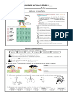 EVALUACIÓN DE NATURALES GRADO 5 Circi y Resp Dig