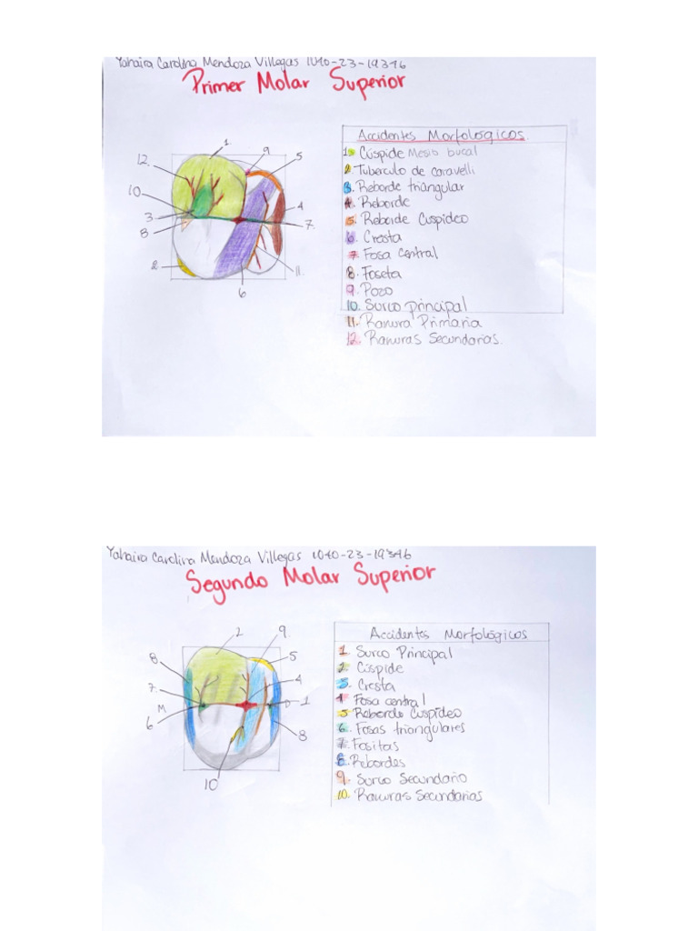 Lab. Anato | PDF