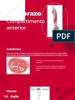 Compartimiento Anterior Del Antebrazo