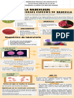 Brucelosis - Infografia