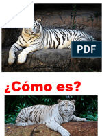 Imagenes Del Tigre Blanco