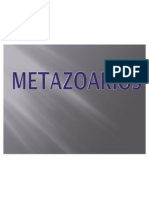 metazoario