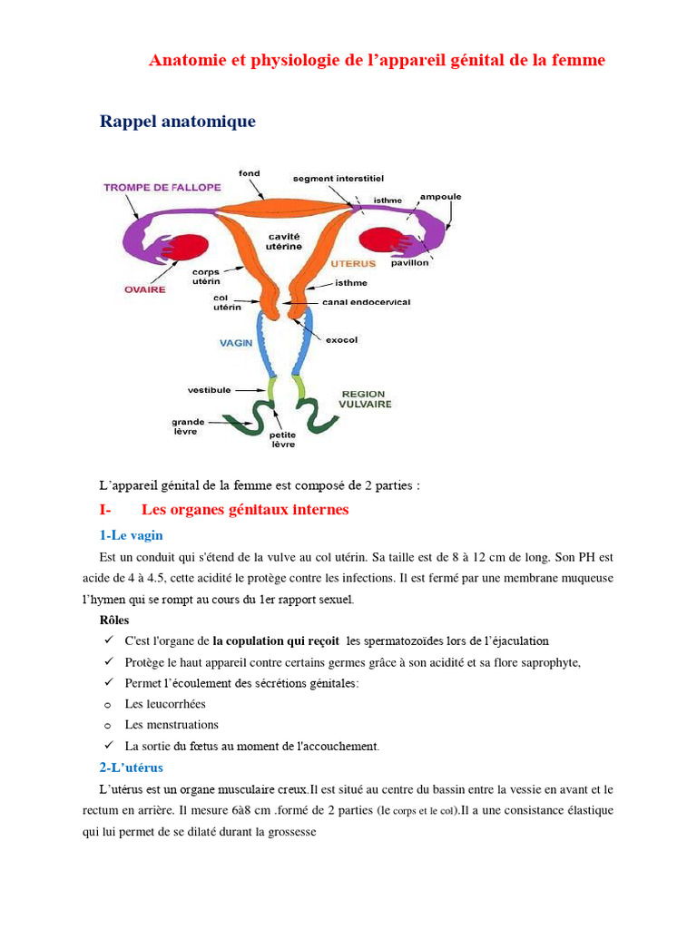 anatomie-de-l-appareil-g-nital-f-minin-pdf-cycle-menstruel-ut-rus
