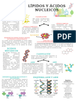 Infografia Lipidos y Acidos Nucleicos (215 × 330 MM)