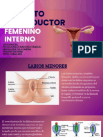 Organos Internos Femeninos