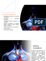 Sistema Circulatorio