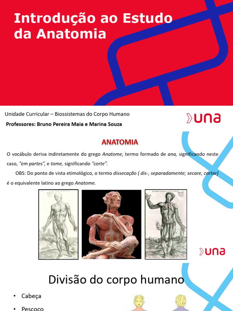 Aula 1 Introdução Ao Estudo Da Anatomia Pdf Anatomia Crânio
