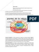 Las Células y La Estructura Celular