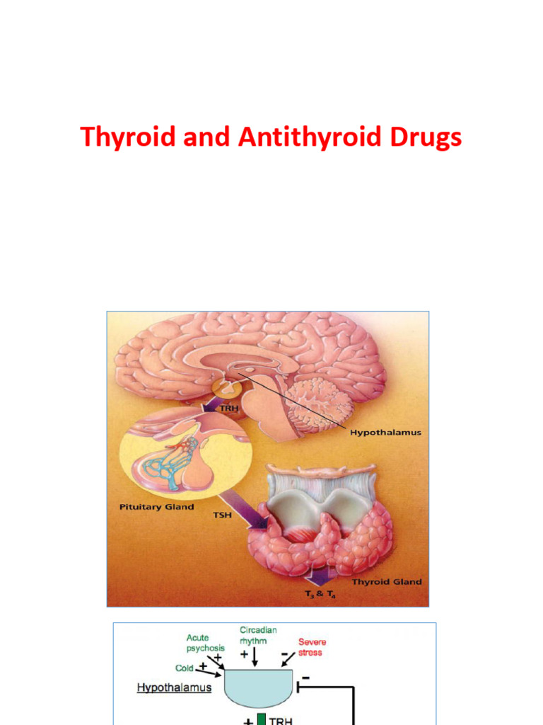 Photo inspiration: Fresh Look at Thyroid Drug Guide For Medical Professionals Pdf