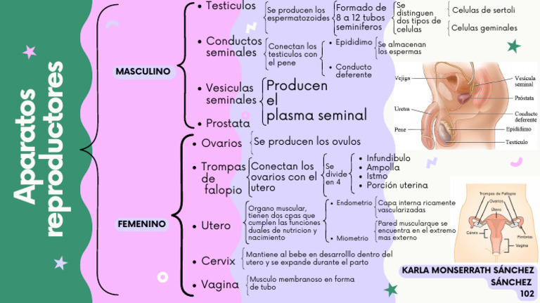 Cuadro Sinóptico del Aparato Reproductor | PDF | Testículo | Sexo