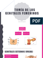 Anatomía de Genital Femenino