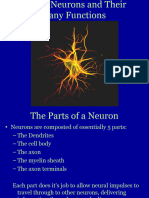 Neurons Functions