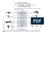 Q3 Activity 2 Endocrine System