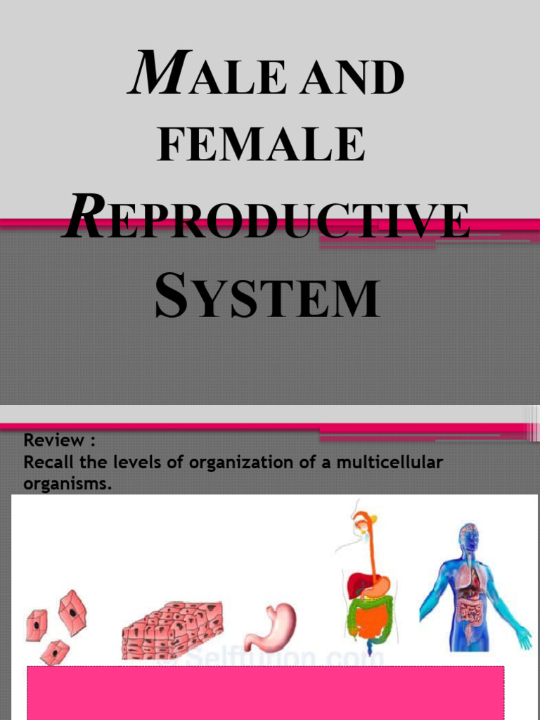 Lesson 1 Male and Female Reproductive System | PDF | Labia ...