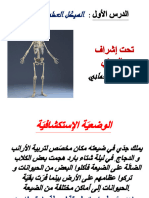 الهيكل العظمي1