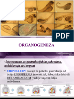 Organogeneza