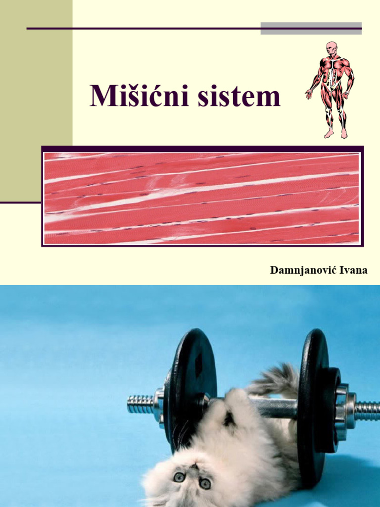 Misicni sistem | PDF