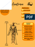 Anatomia