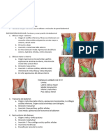 Pared Abdominal y Conducto Inguinal - 084710