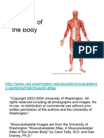 Lecture 11 - Muscles of The Body