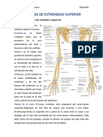 Anatomia de Extremidad Superior