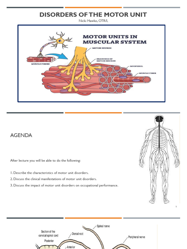 Understanding Motor Unit Disorders | PDF | Diseases And Disorders ...