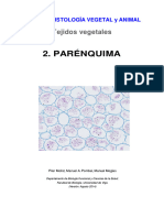 V Parenquima