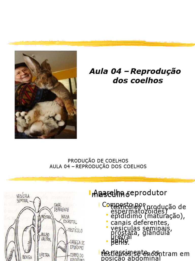 Reprodução dos Coelhos: Ciclo e Acasalamento | PDF | Zoologia | Reprodução
