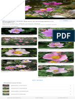 Eriocapitella Vitifolia Flower - Google Search