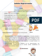 Glandulas Supra - FARMACOLOGIA - Compressed