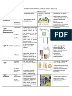 Cuadro de Tipo de Tejidos