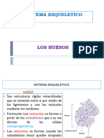 Ayudas Visuales 3. Sistema Esqueletico