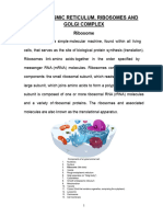 Endoplasmic Reticulum and Ribosomes