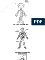 Circulatorio