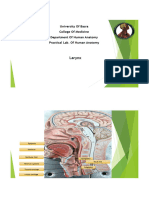Lab10. Larynx