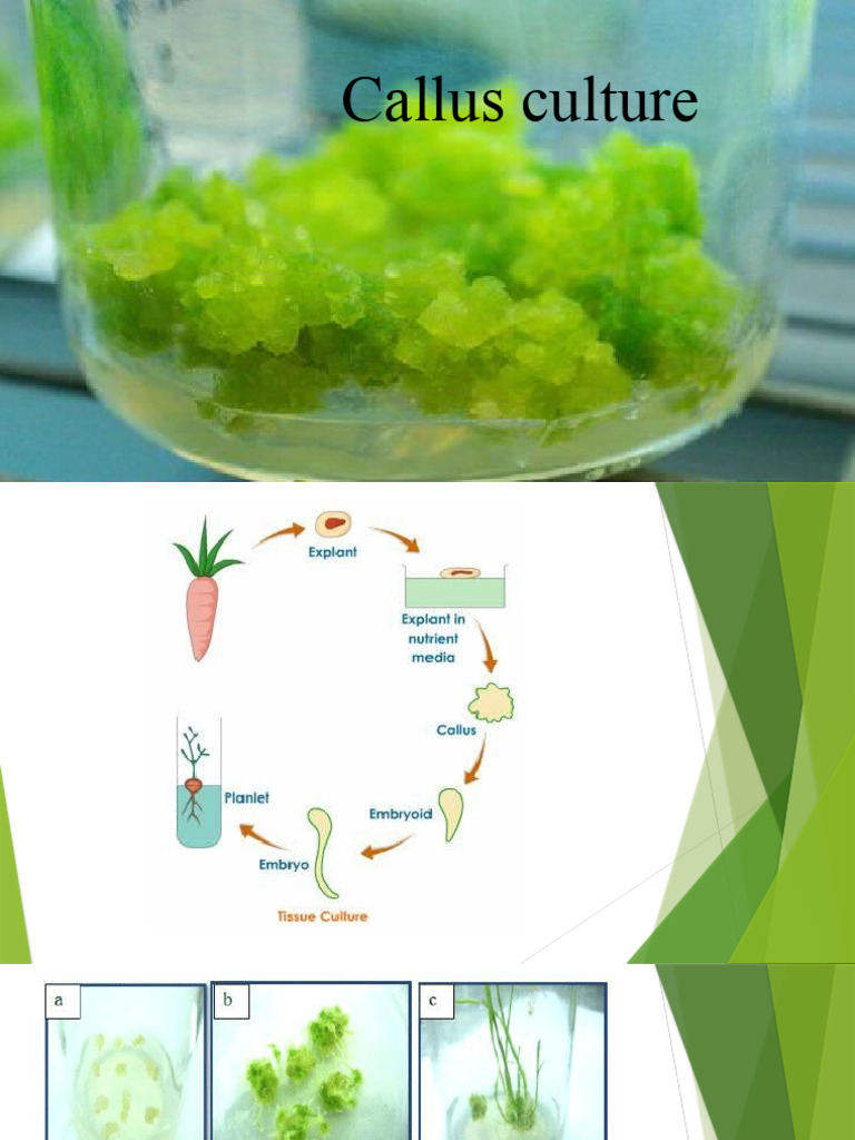 Callus Culture | PDF | Plant Hormone | Growth Medium
