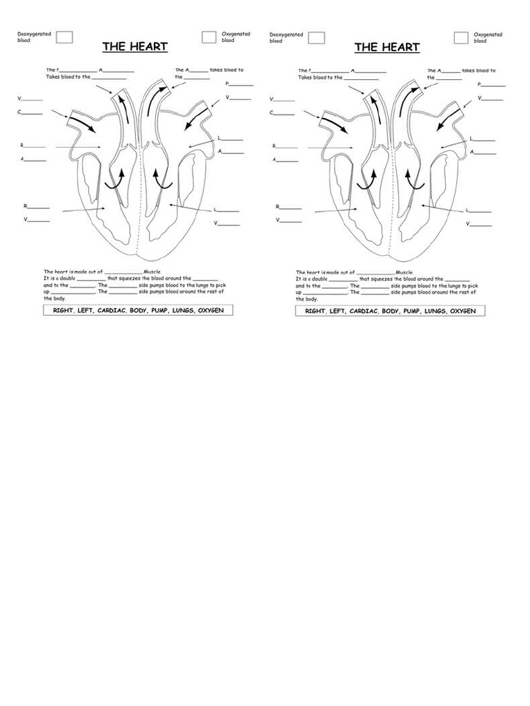 Heart | PDF