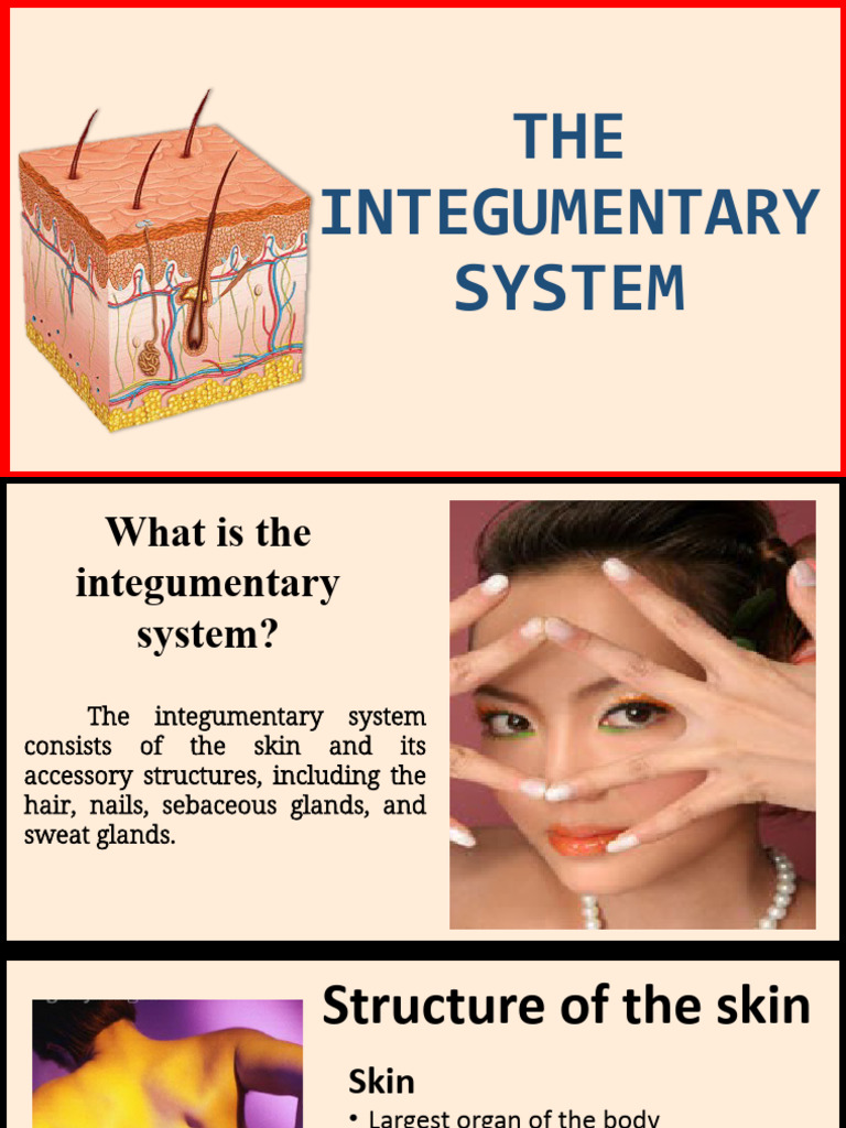 Integumentray System by Hasnairah M. Limbotongan | PDF | Skin | Nail ...