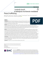 Endophilin A2 Controls Touch and Mechanical Allodynia Via Kinesin-Mediated Piezo2 Trafficking