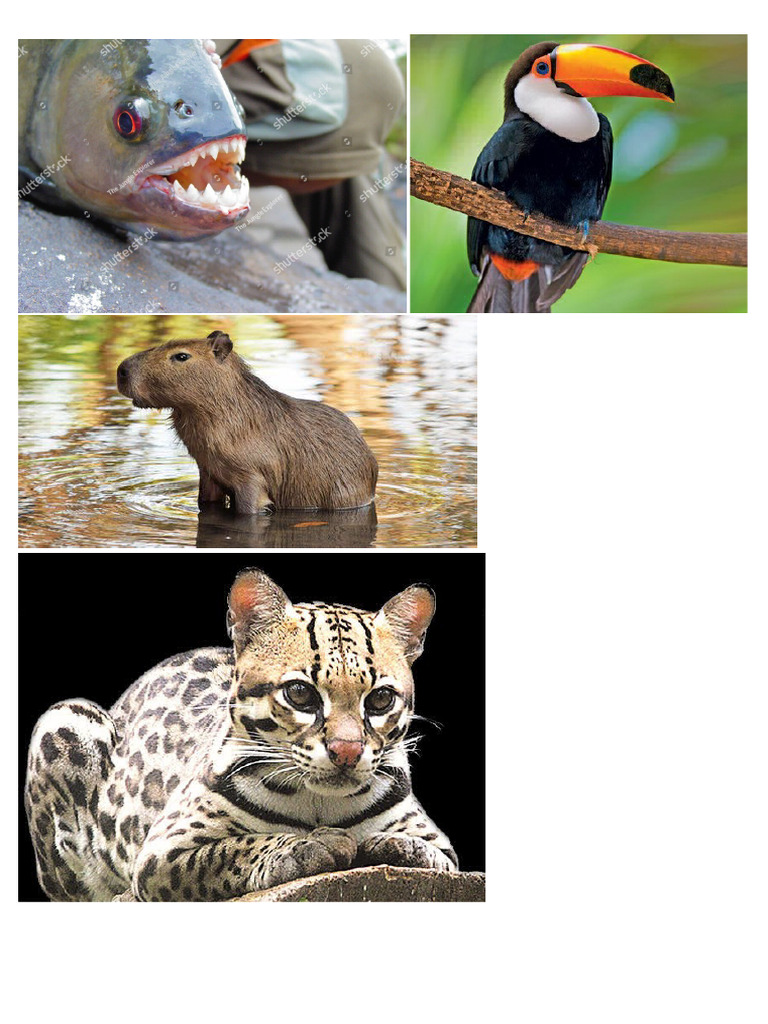 Animais Com Nomes Indígenas | PDF