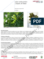 Fiche Zanthoxylum Zanthoxyloides