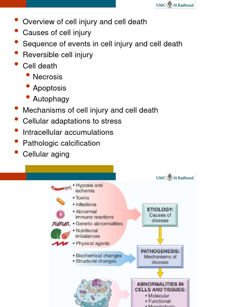 Cell Injury and Death Mechanisms Explained | PDF | Apoptosis | Necrosis
