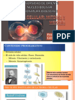 Ciclo Celular, Mitosis