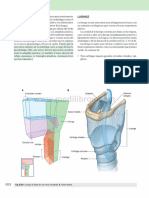 Laringe (Gray Anatomia para Estudiantes 3ed)