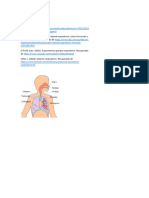 Sistema Respiratorio