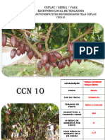 CLONES-AUTOCOMPATÍVEIS-RECOMENDADOS-PELA-CEPLAC_