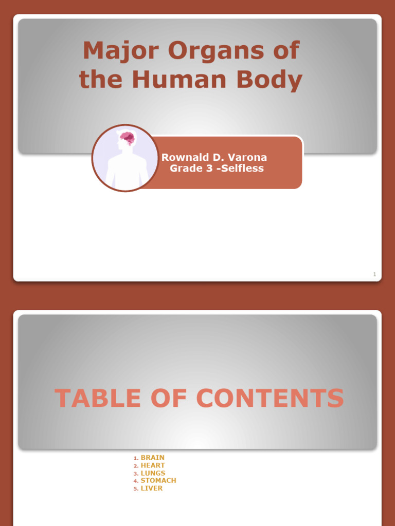 Major Organs of the Human Body | PDF