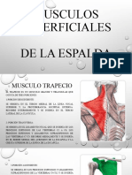 Musculos Superficiales Exposicion