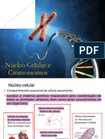 Conteúdo 5 - Núcleo Celular e Divisão Celular